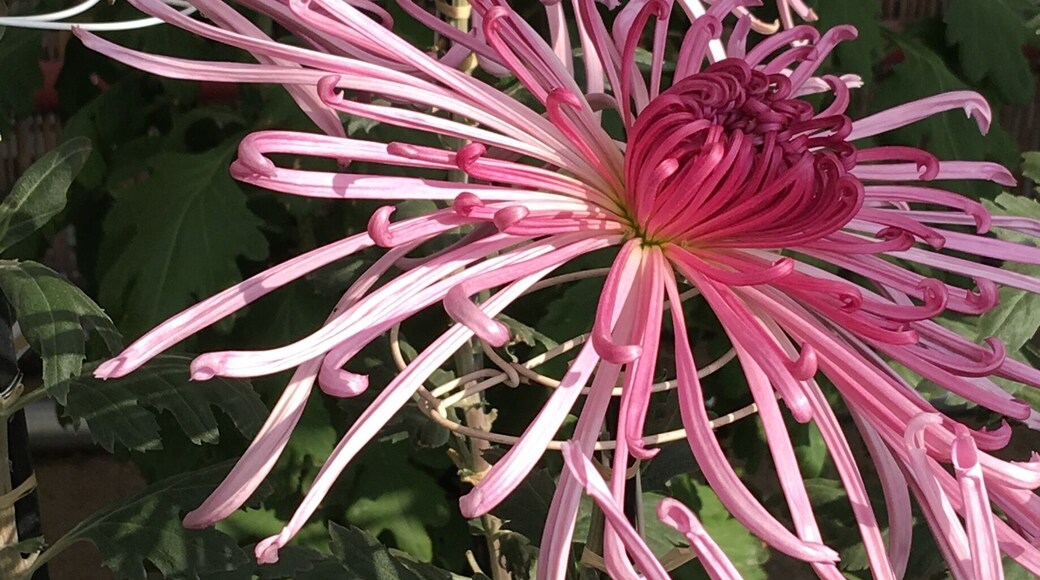 A different variant but still looking good!