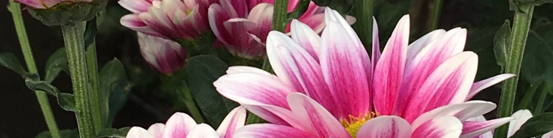 Just a few steps away from the station on the way to the gorge I happened to chance upon the first day of the Kanto Chrysanthemum Fair! While missing the autumn leaves I was glad to see some v beautiful chrysanthemums!