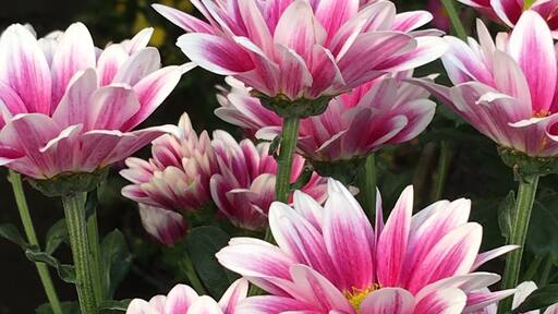 Just a few steps away from the station on the way to the gorge I happened to chance upon the first day of the Kanto Chrysanthemum Fair! While missing the autumn leaves I was glad to see some v beautiful chrysanthemums!
