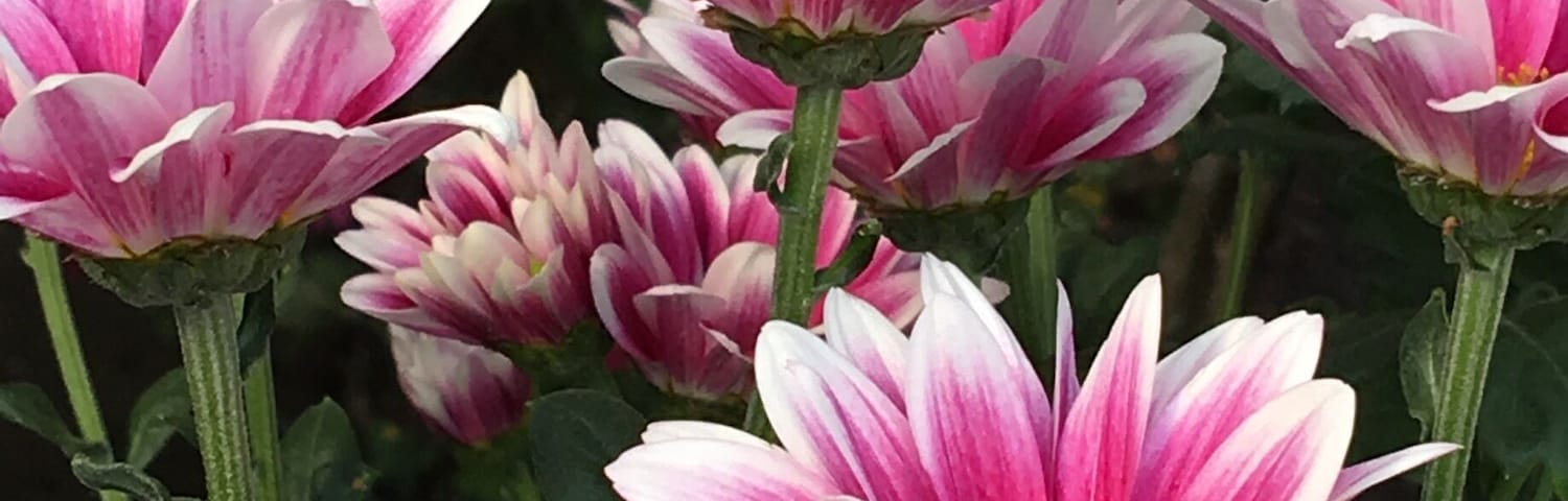 Just a few steps away from the station on the way to the gorge I happened to chance upon the first day of the Kanto Chrysanthemum Fair! While missing the autumn leaves I was glad to see some v beautiful chrysanthemums!