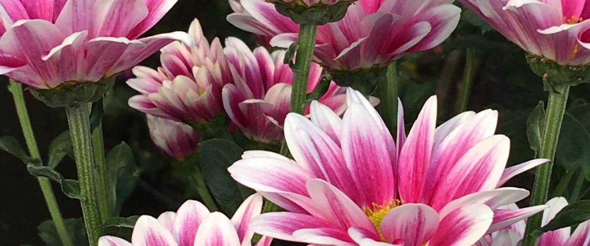 A cluster of pink and white flowers with green leaves.