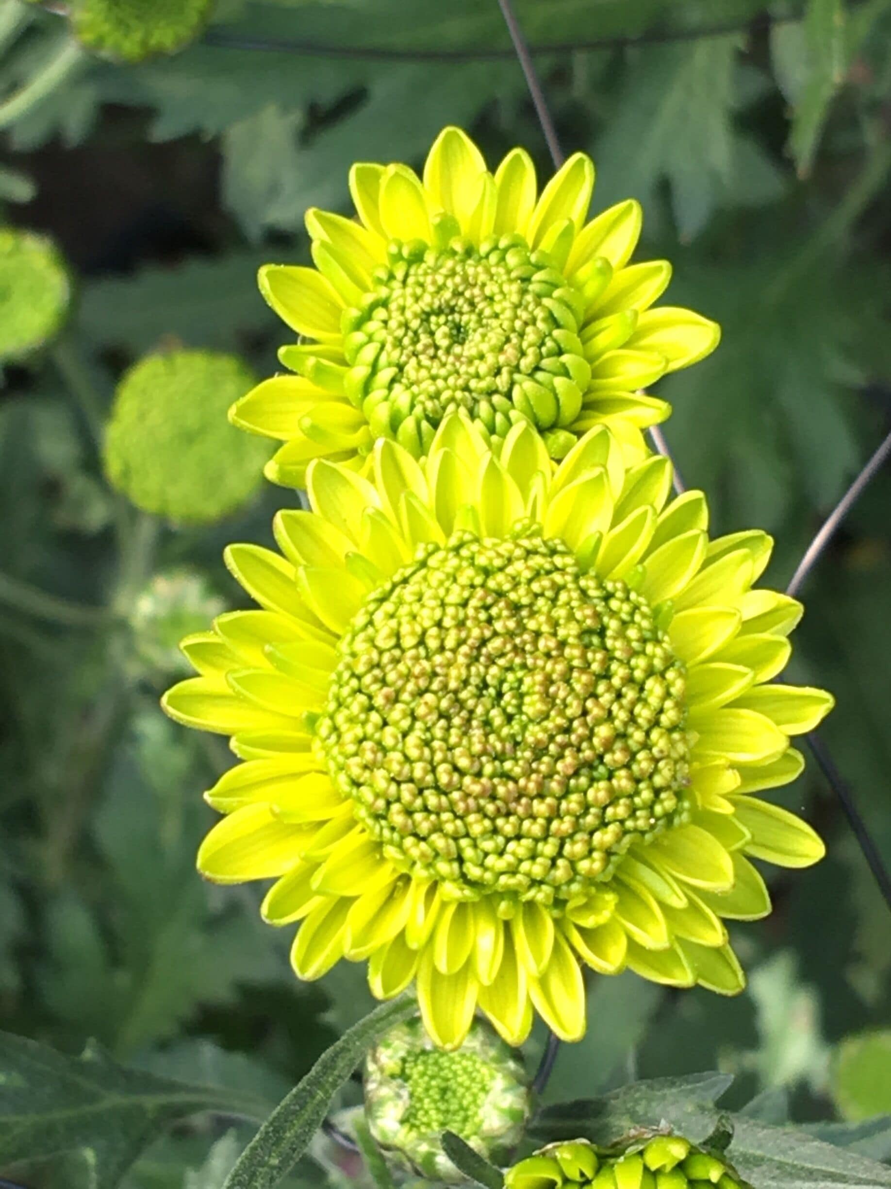 I have never seen chrysanthemums in lime green. Have u?