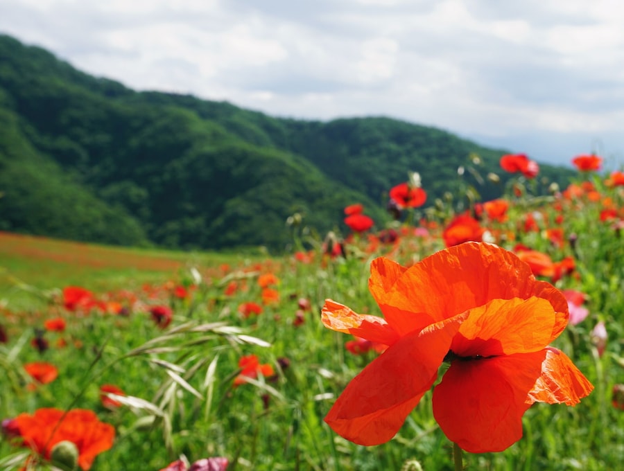 Fields of poppy can be found in Chichibu.
It's a great place to get away from the city and enjoy the mountain air :)