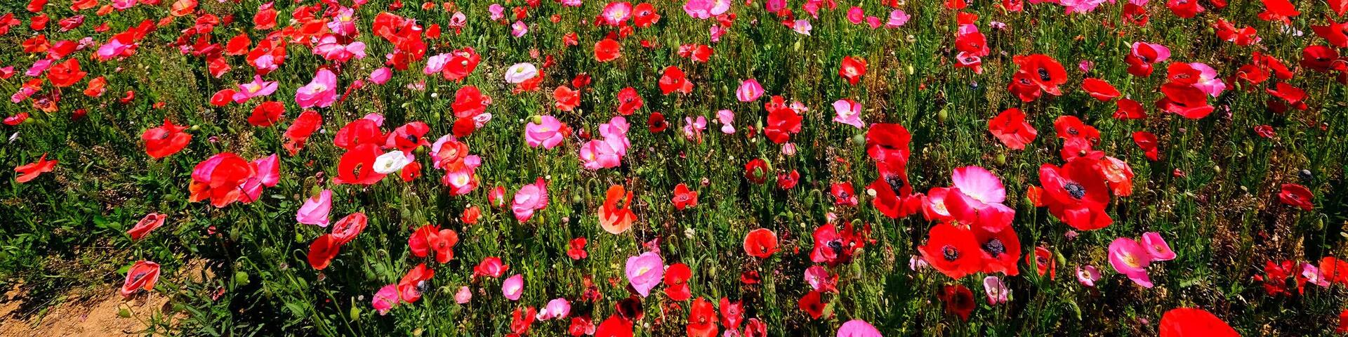 A beautiful poppy field. #Mountains
