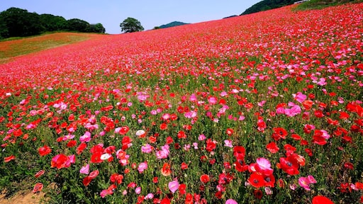 A beautiful poppy field. #Mountains
