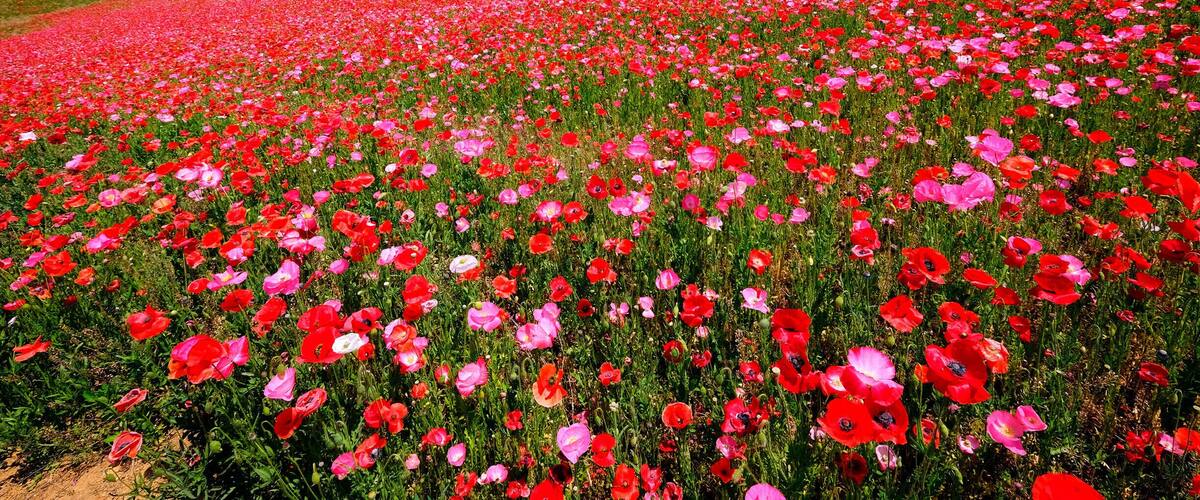 A field of red and pink poppies.