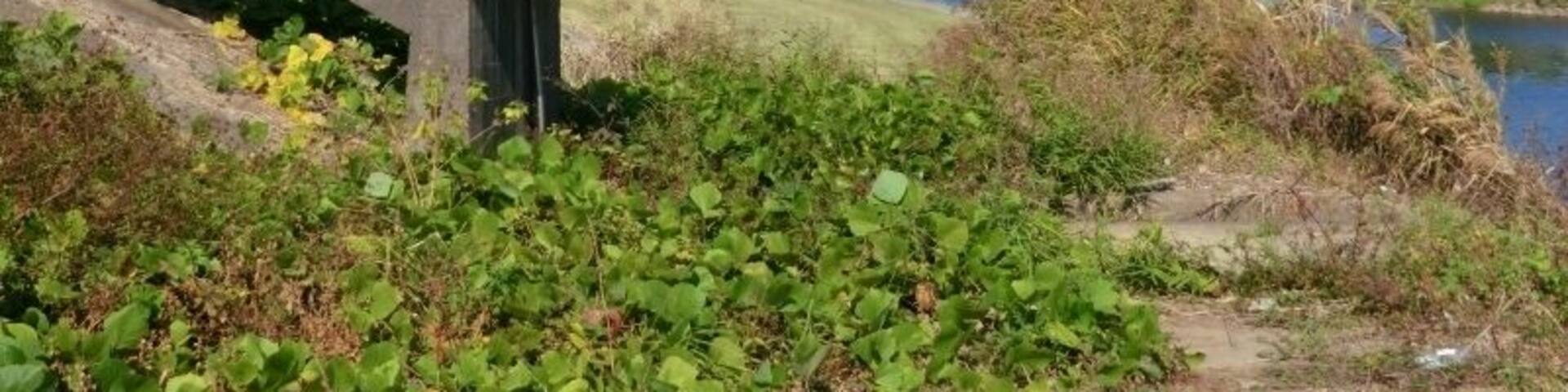 蔓巻公園 2011年11月