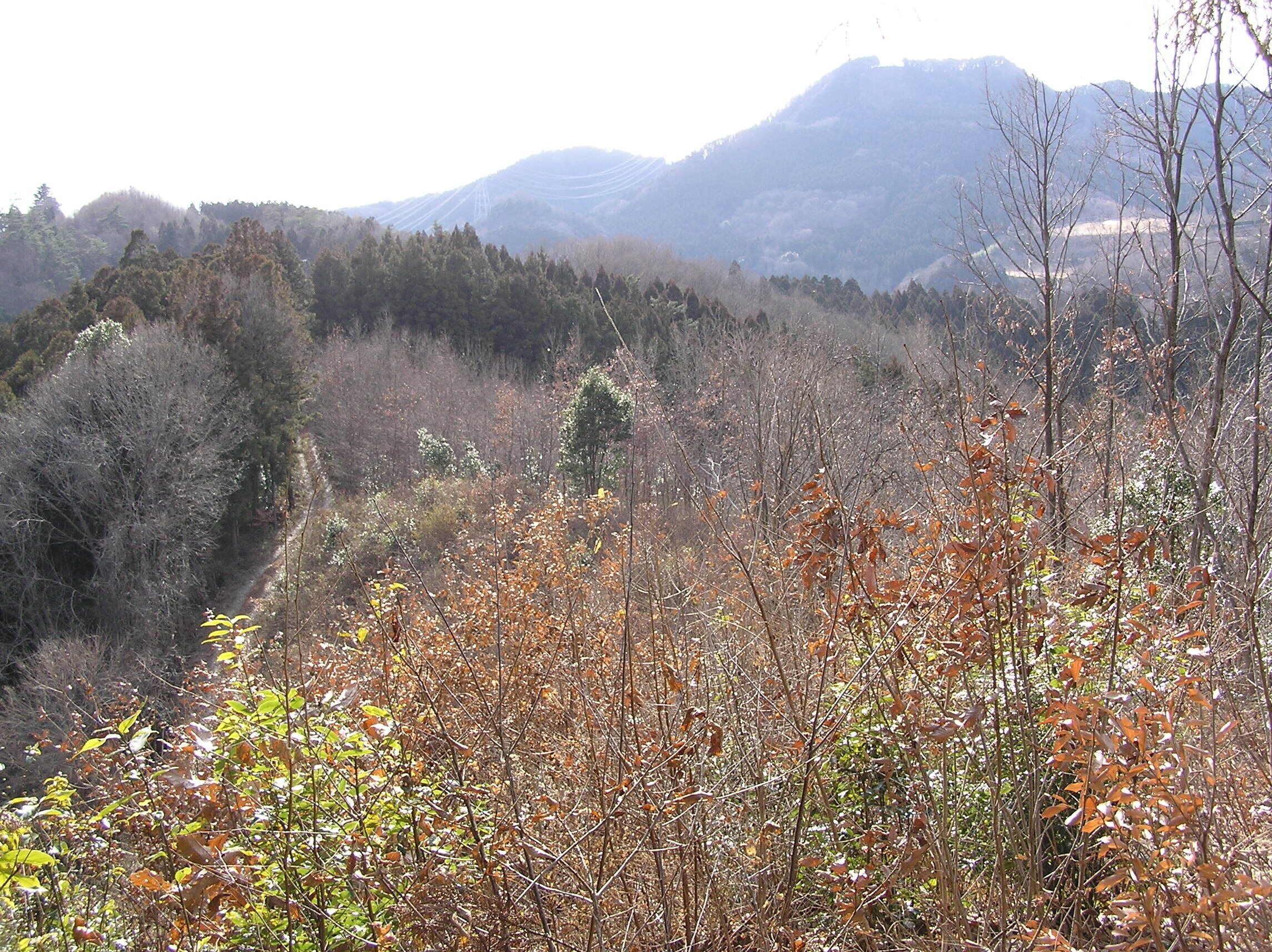 林道と横隈山が見えた