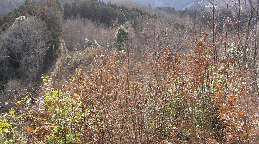 林道と横隈山が見えた