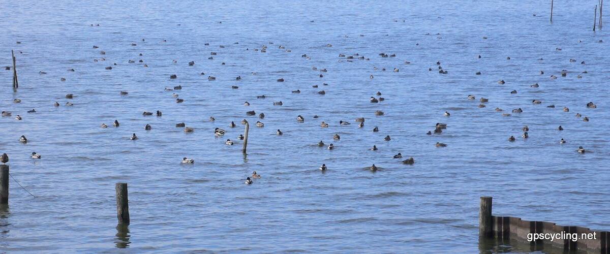 A large body of water with numerous ducks swimming and several wooden posts in the foreground.