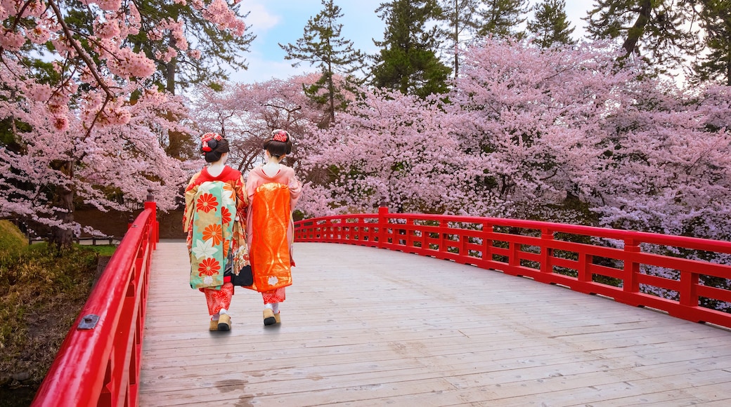 Japanese geisha with Full bloom Sakura - Cherry Blossom at Hirosaki park, Japan