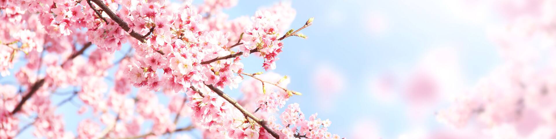 Horizontal banner with sakura flowers of pink color on sunny backdrop. Beautiful nature spring background with a branch of blooming sakura. Sakura blossoming season in Japan