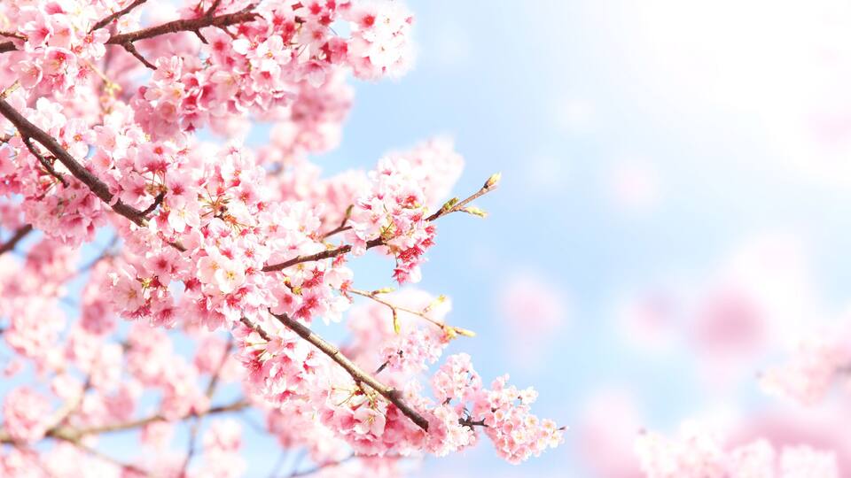 Horizontal banner with sakura flowers of pink color on sunny backdrop. Beautiful nature spring background with a branch of blooming sakura. Sakura blossoming season in Japan