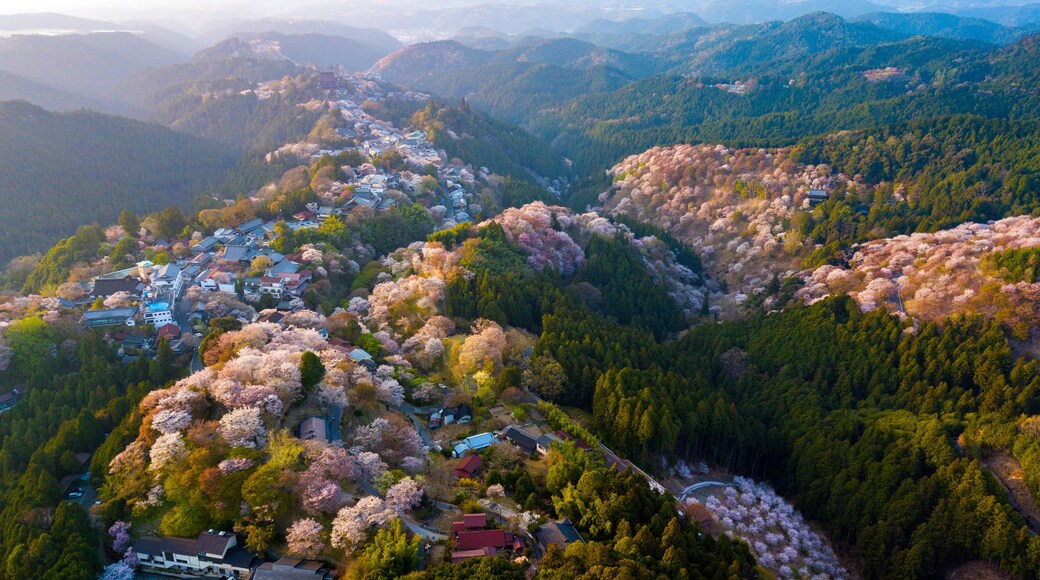 Cherry tree blossom landscape