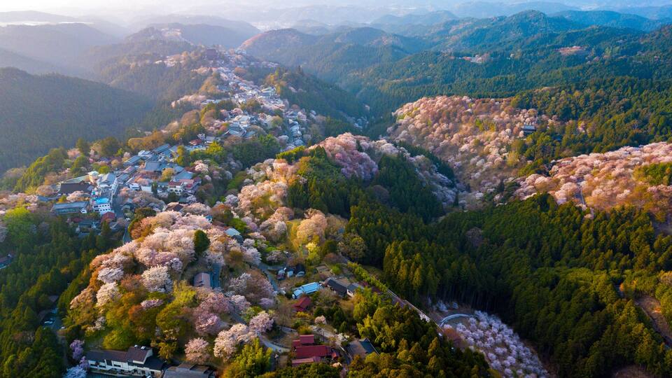 Cherry tree blossom landscape