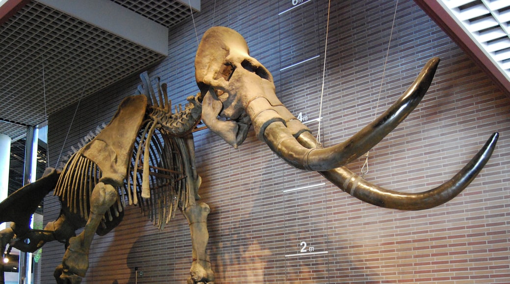 Mammuthus sungari displayed at the Ibaraki Nature Museum