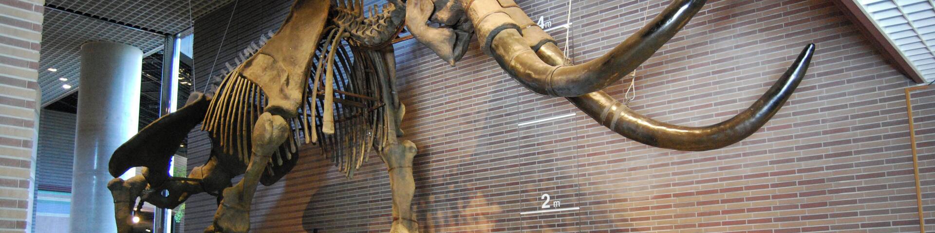 Mammuthus sungari displayed at the Ibaraki Nature Museum
