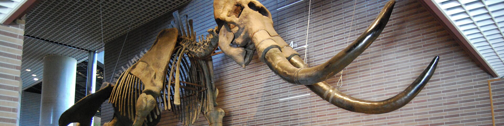 Mammuthus sungari displayed at the Ibaraki Nature Museum