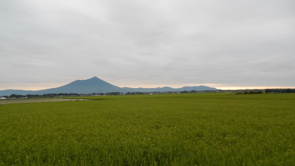 A green field with a mountain in the background.