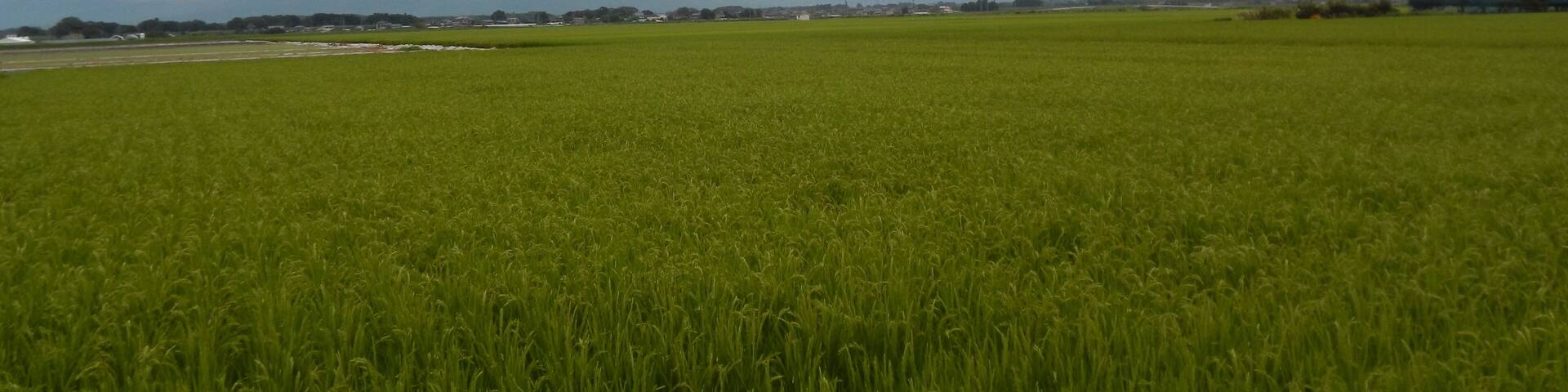 Shitamiya, Shimotsuma, Ibaraki Prefecture 304-0013, Japan