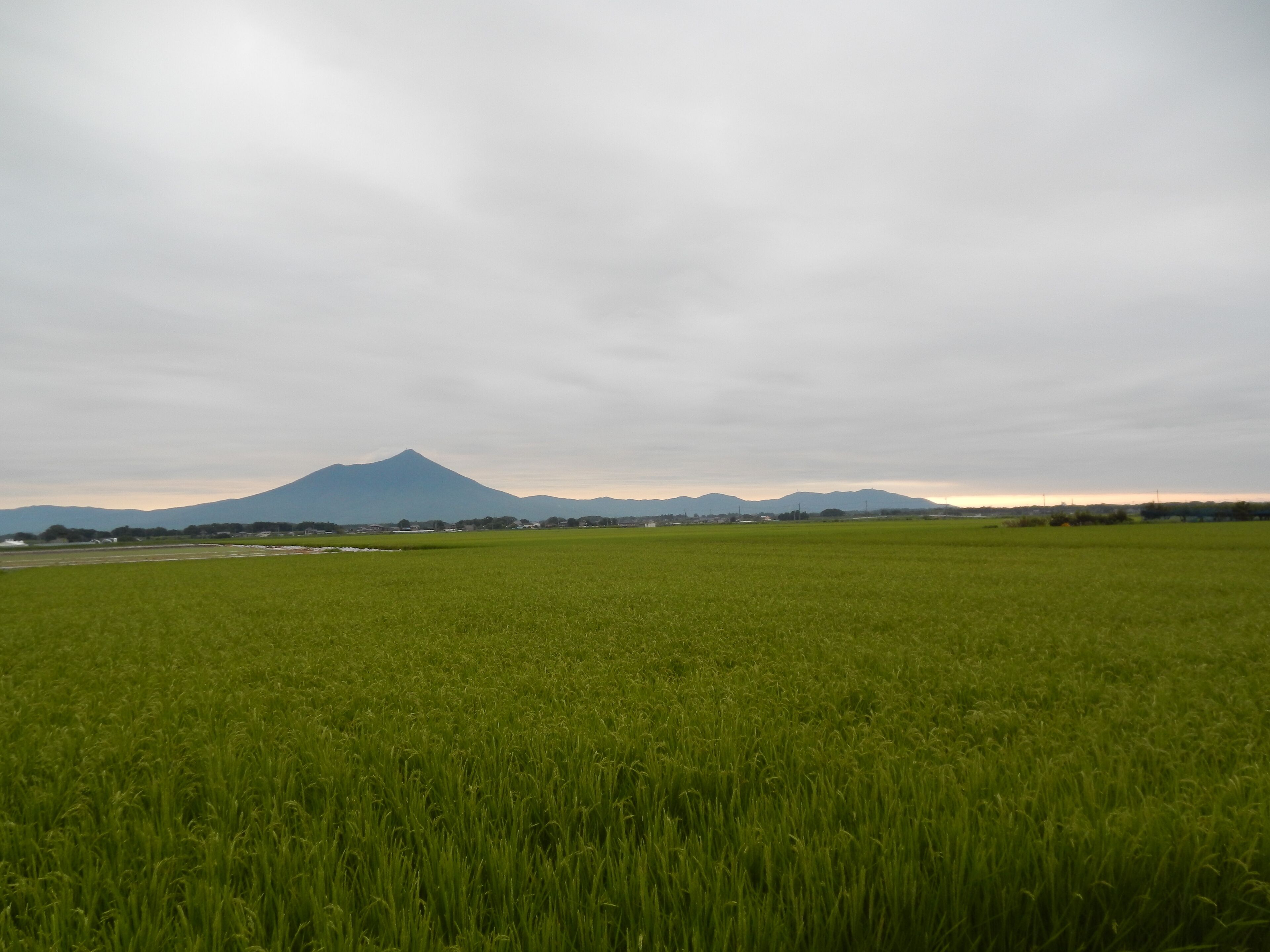 A green field with a mountain in the background.