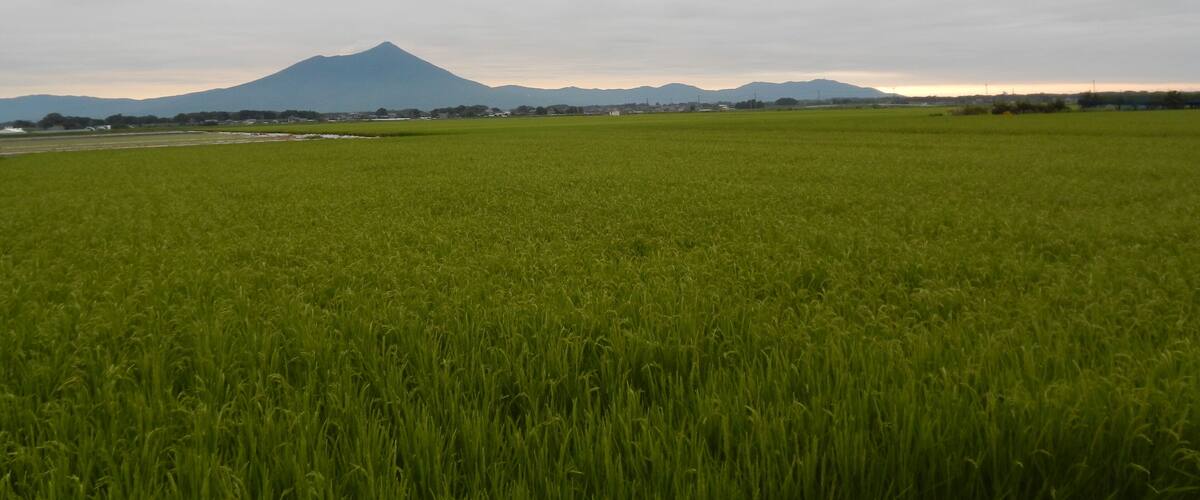 A green field with a mountain in the background.