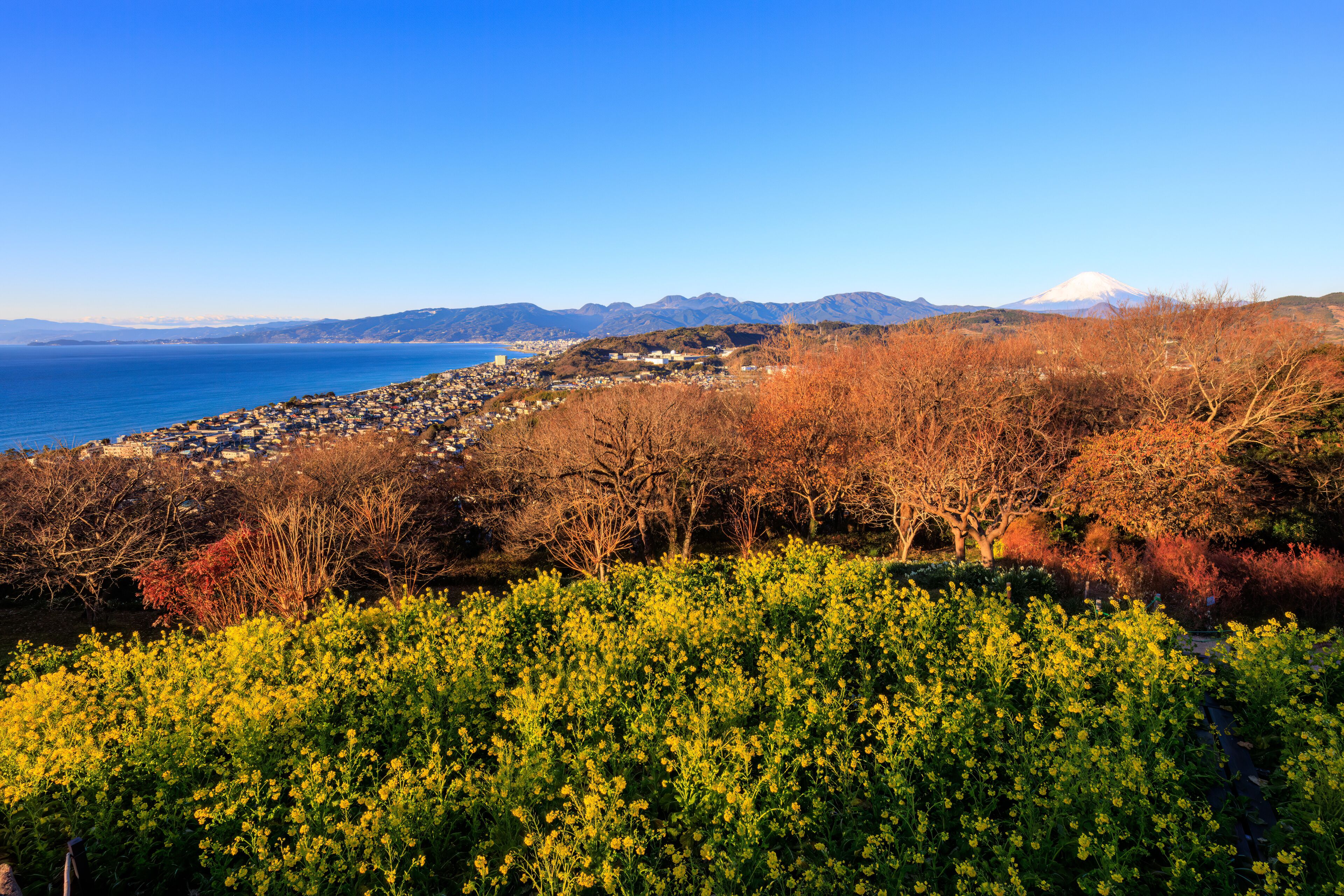 初日の出を受ける美しい富士山と満開の菜の花畑。

日本国神奈川県中郡二宮町、吾妻山公園にて。
2022年1月1日撮影。

Beautiful Mt. Fuji receiving the first sunrise and fields of rape blossoms in full bloom.

At Azumayama Park, Ninomiya-cho, Naka-gun, Kanag