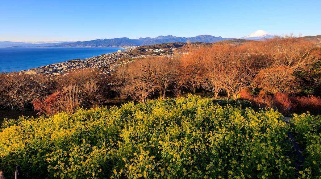 初日の出を受ける美しい富士山と満開の菜の花畑。
日本国神奈川県中郡二宮町、吾妻山公園にて。
2022年1月1日撮影。
Beautiful Mt. Fuji receiving the first sunrise and fields of rape blossoms in full bloom.
At Azumayama Park, Ninomiya-cho, Naka-gun, Kanag