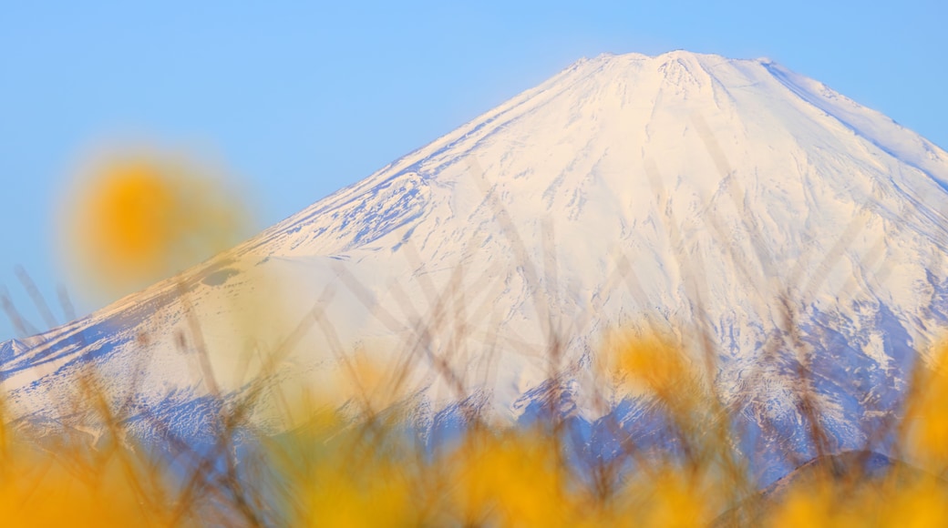 初日の出を受ける美しい富士山と満開の菜の花畑。
日本国神奈川県中郡二宮町、吾妻山公園にて。
2022年1月1日撮影。
Beautiful Mt. Fuji receiving the first sunrise and fields of rape blossoms in full bloom.
At Azumayama Park, Ninomiya-cho, Naka-gun, Kanag