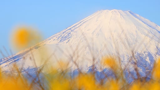 นิโนะมิยะ