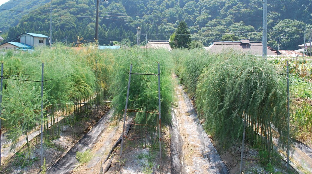 「やなば亭」のすぐ裏手にあるアスパラガスの畑。朝晩2回、ここで収穫されたアスパラがこの店で使われている。