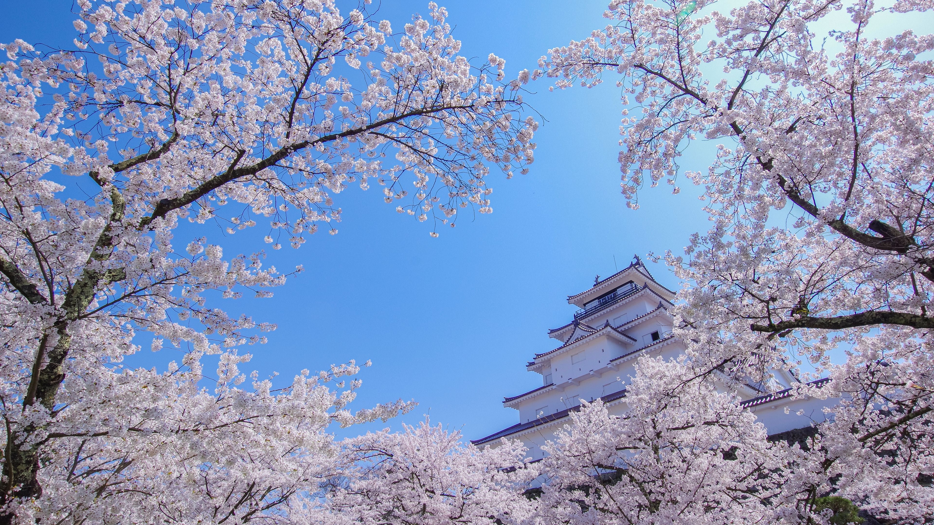 鶴ヶ城と桜　春　会津若松