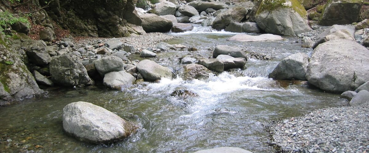 A rocky stream surrounded by dense forest.
