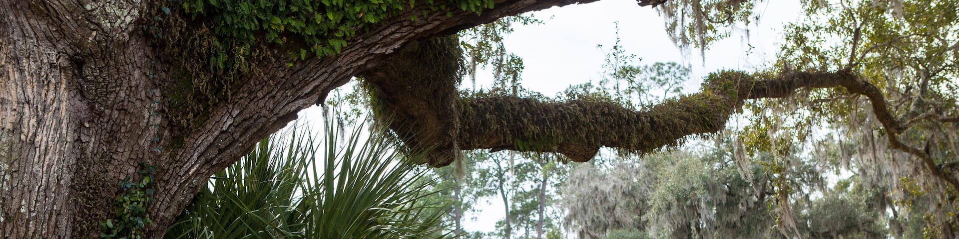 View of live oak trees and bridge in Palmetto Bluff near Bluffton, South Carolina, USA.
