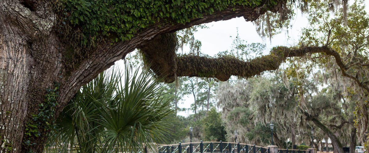 View of live oak trees and bridge in Palmetto Bluff near Bluffton, South Carolina, USA.
