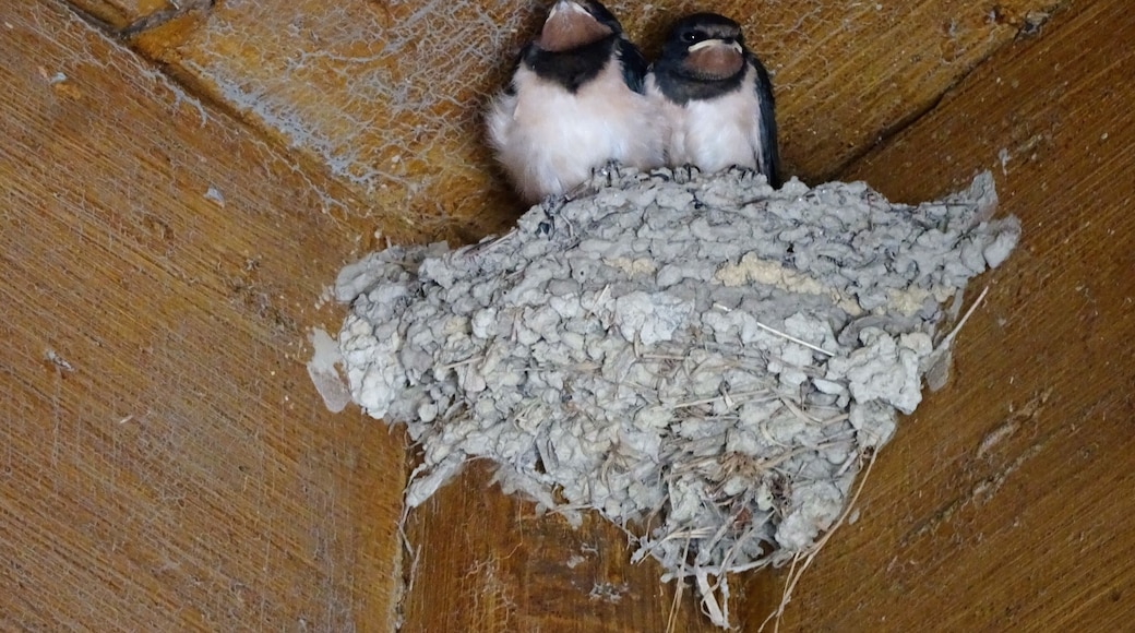 "Home is where my nest is." These two young swallows found shelter in the church of Seborga.