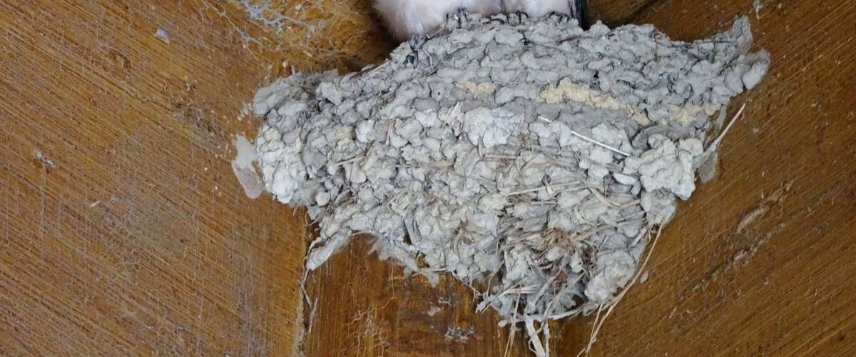 Two birds in a nest with a wooden floor.