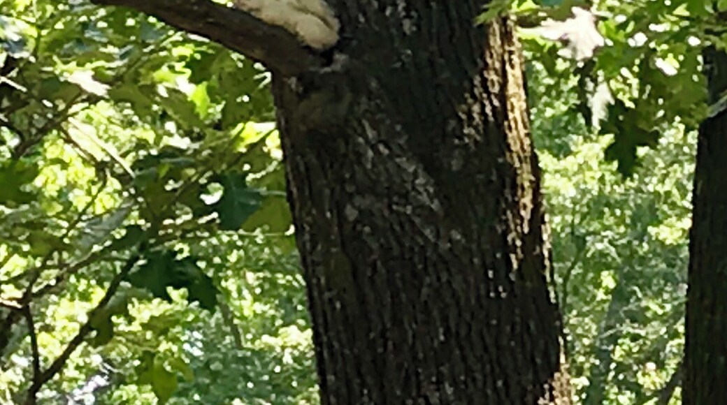 In Upstate S.C. and in NC we have amazing white squirrels! This one has been living in our yard for a while. If you look carefully his gray buddy squirrel is napping on the branch below! #Nature