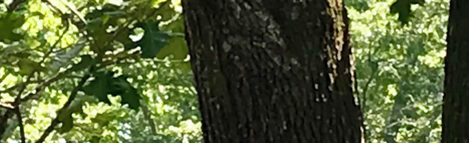 In Upstate S.C. and in NC we have amazing white squirrels! This one has been living in our yard for a while. If you look carefully his gray buddy squirrel is napping on the branch below! #Nature