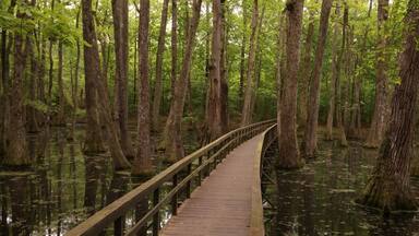 Cypress swamp boardwalks southern forest and farmland 350 miles of the slow lane... nice
