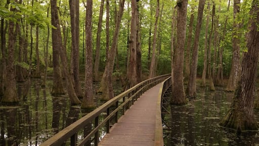 Cypress swamp boardwalks southern forest and farmland 350 miles of the slow lane... nice