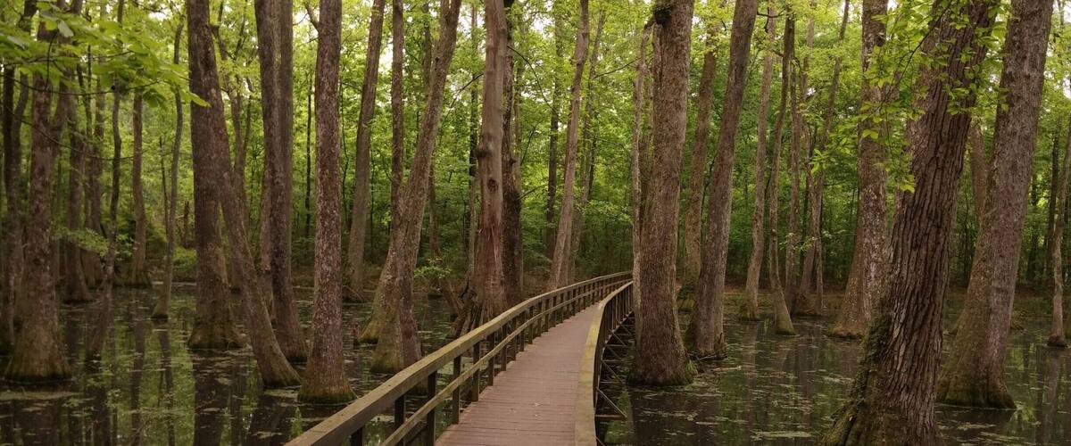 A wooden boardwalk through a swamp with tall trees and water.