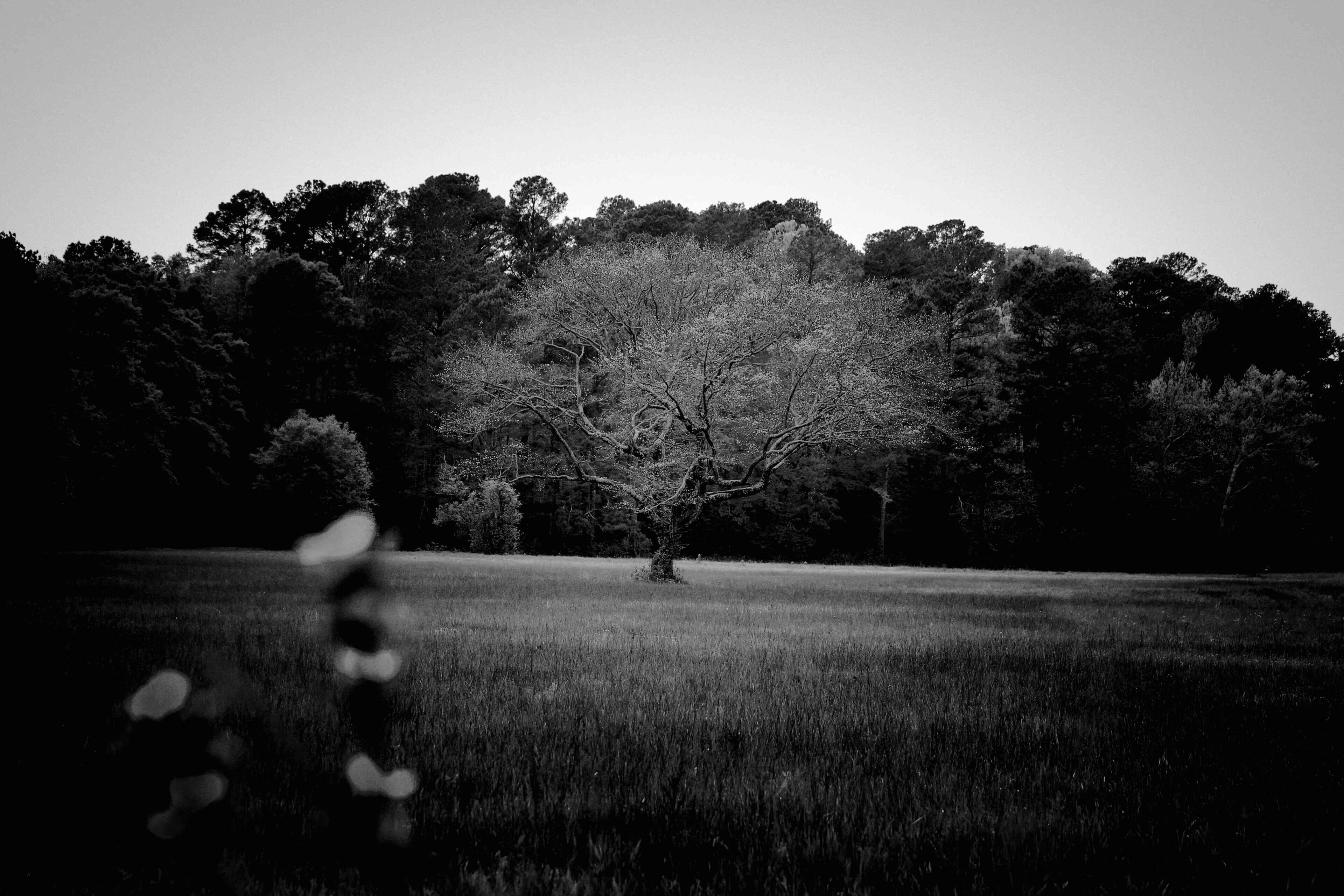 Found this lone tree in a field.