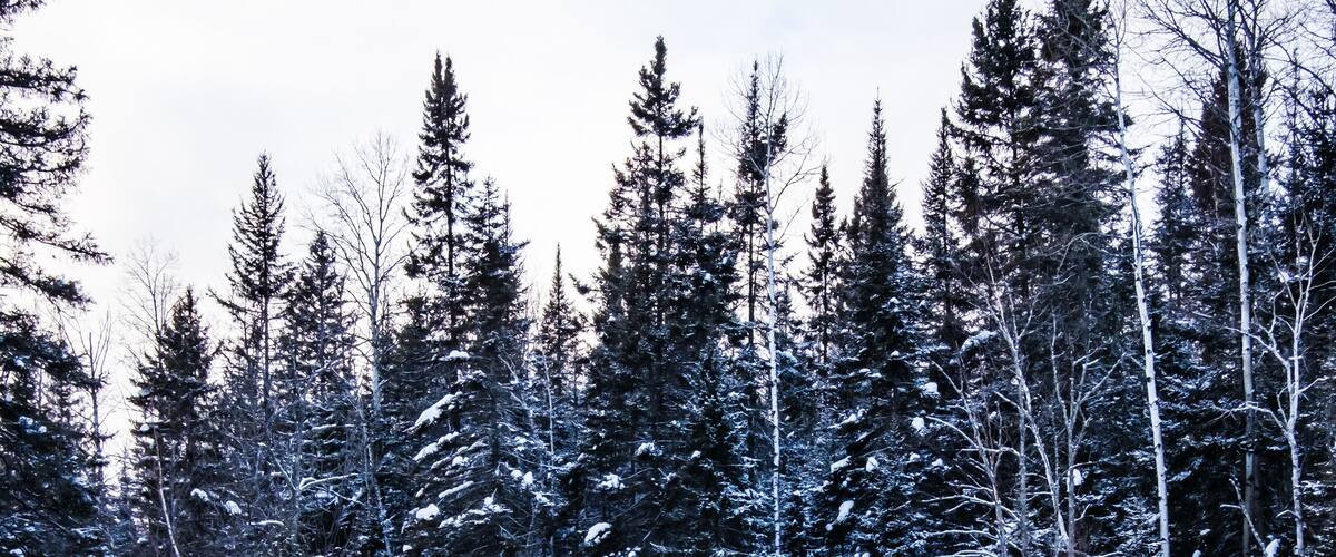 A snowy forest with a stream.