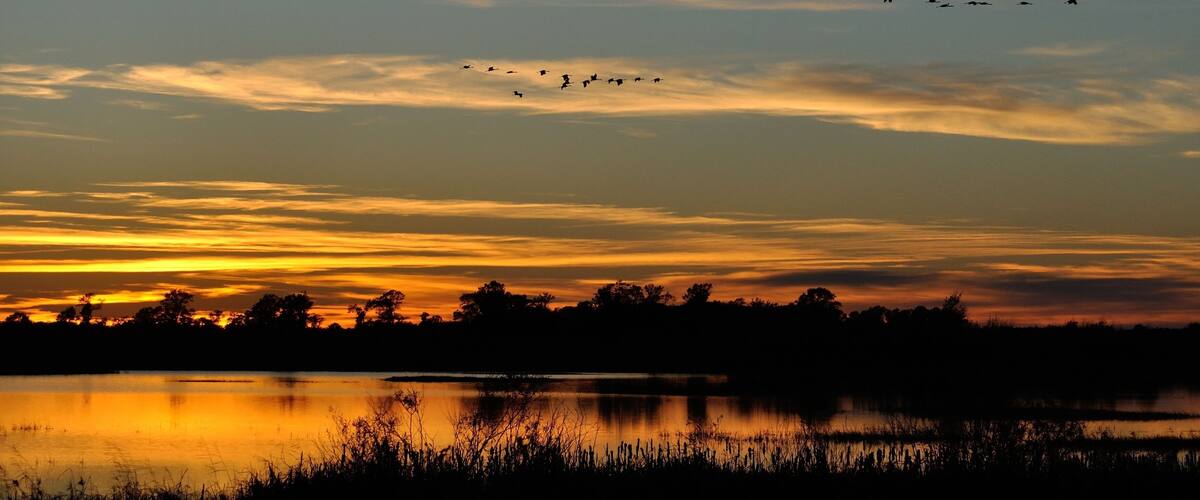 Silhouettes of Sandhill Cranes Flying After Sunset