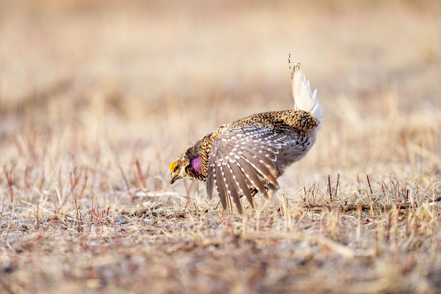 Wildlife Portrait of a Sharp-Tailed Grouse in a Prairie Habitat