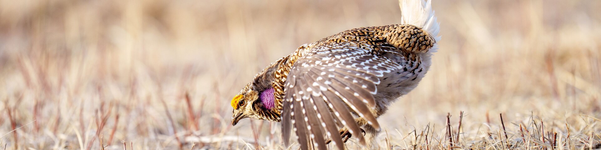 Wildlife Portrait of a Sharp-Tailed Grouse in a Prairie Habitat
