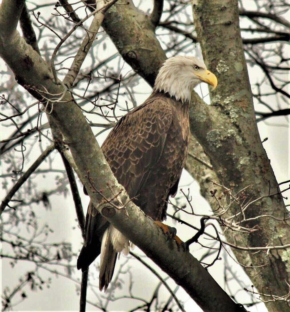 Sighting of a eagle. Rare