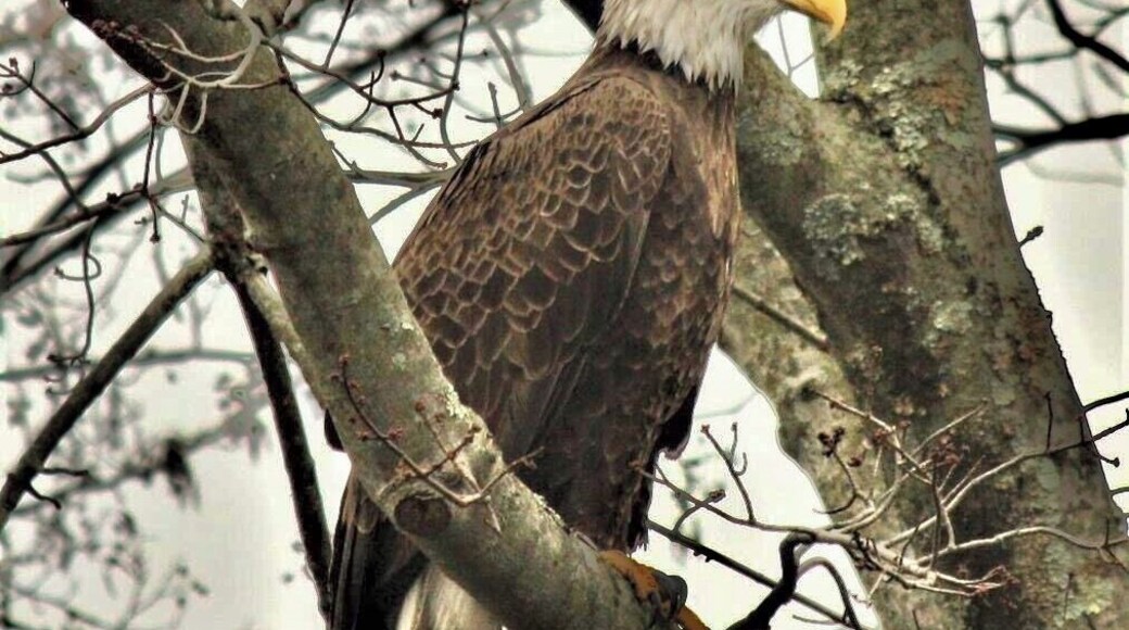 Sighting of a eagle. Rare