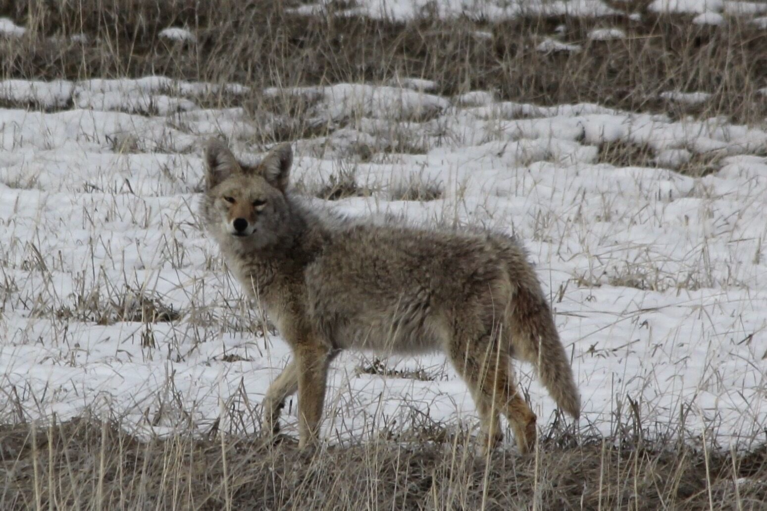 Majestic coyote hunting after a good snow storm.  Looks healthy and watched him catch 3 vermin in about 5 minutes so a good hunter #coyote #sierravalley #plumascounty